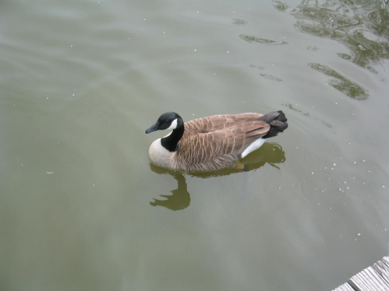 DC March 12, 2003   Andy's   31